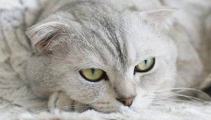 USDE、BNSOL、WBETH 脱锚后续：Binance 启动补偿与风险参数调整措施