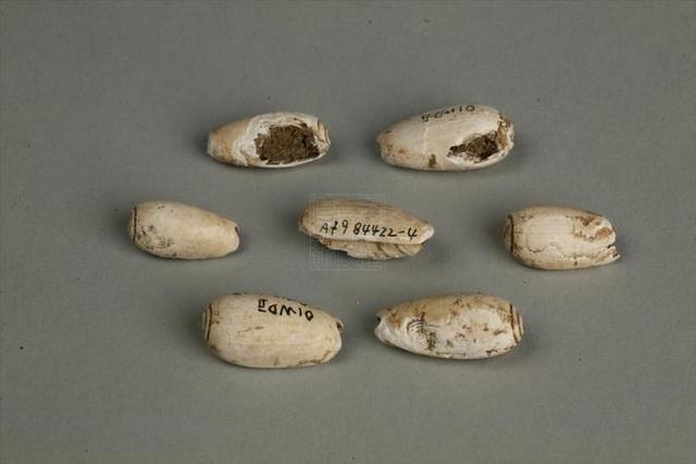 贝壳虚拟币(贝壳币获取攻略) 贝壳虚拟币(贝壳币获取攻略)