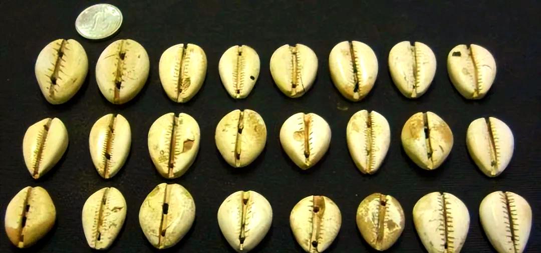 贝壳虚拟币(小贝壳虚拟币)