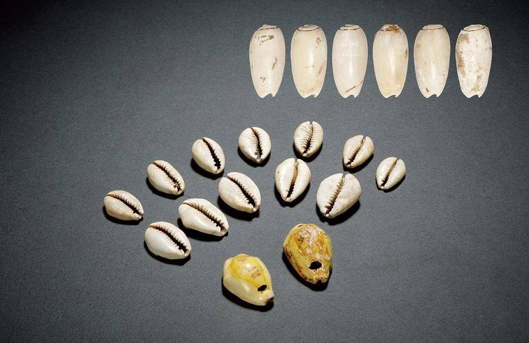 贝壳虚拟币(贝壳币怎么赚) 贝壳虚拟币(贝壳币怎么赚)